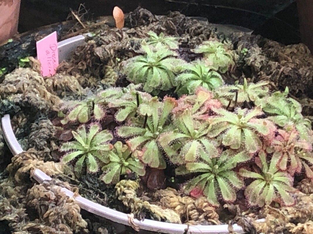 Drosera aliciae leaf