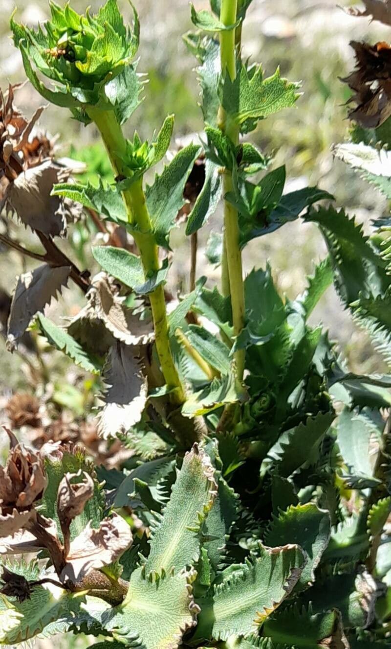 Grindelia buphthalmoides leaf
