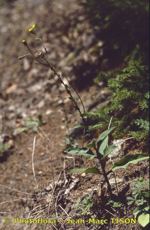 Hieracium favratii habit