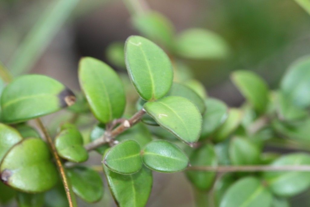 Alyxia cylindrocarpa habit