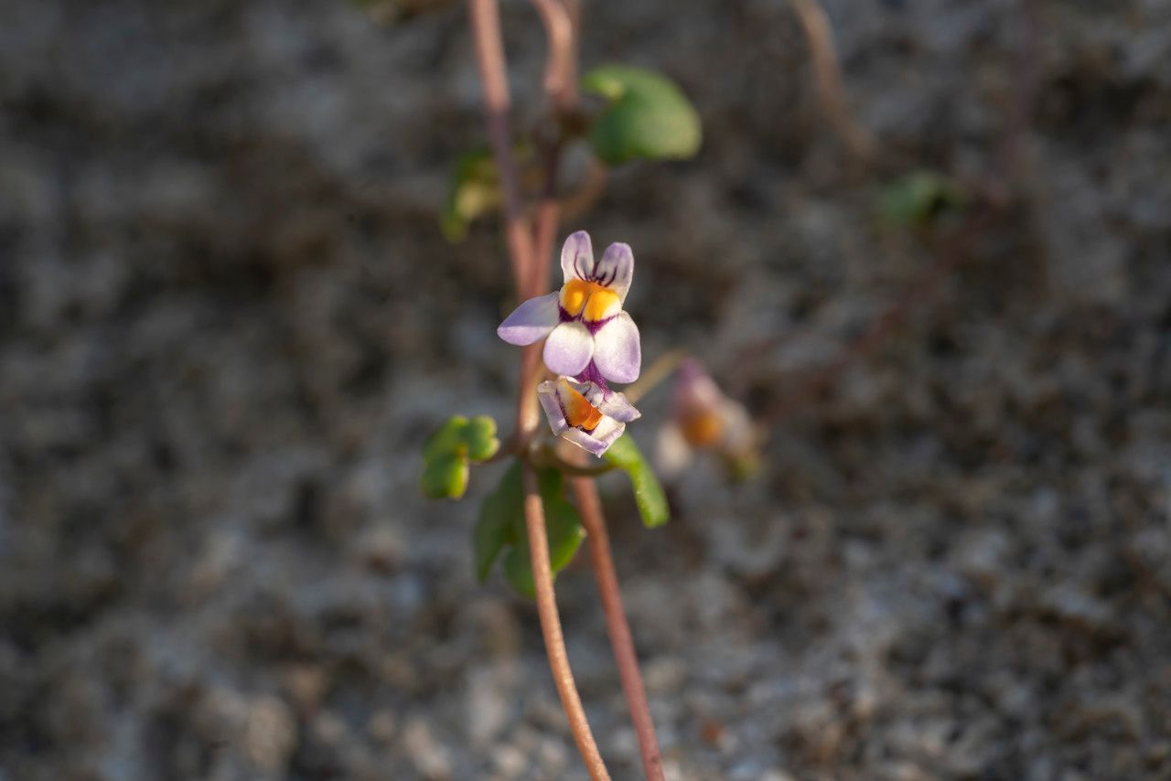 Cymbalaria longipes flower