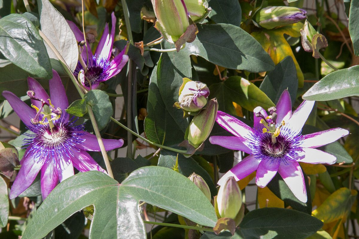 Passiflora amethystina flower