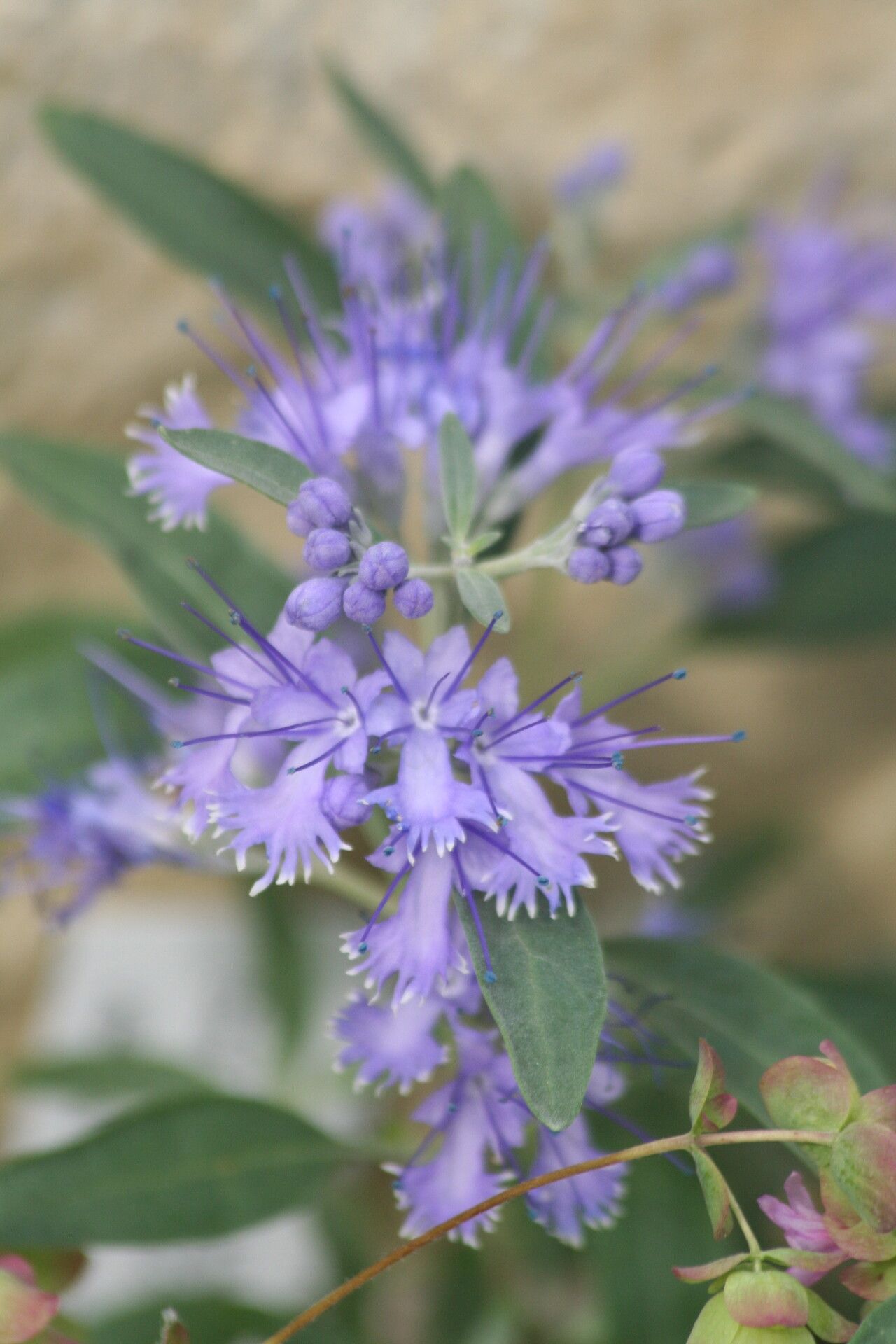 Caryopteris mongholica flower