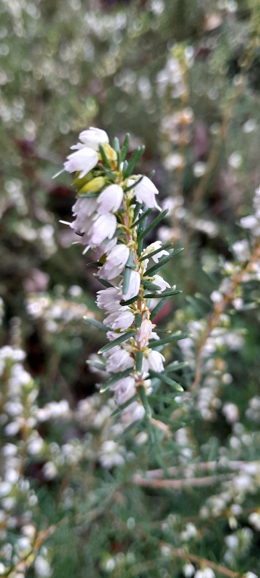 Erica × darleyensis flower