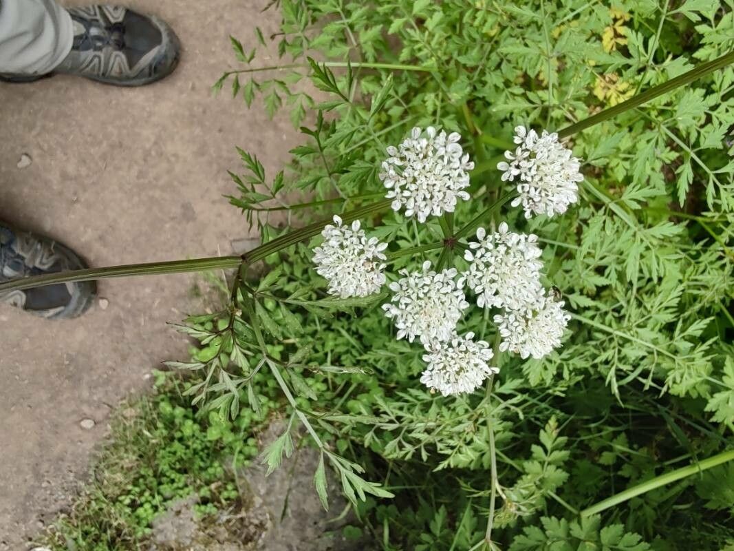 Daucus edulis flower
