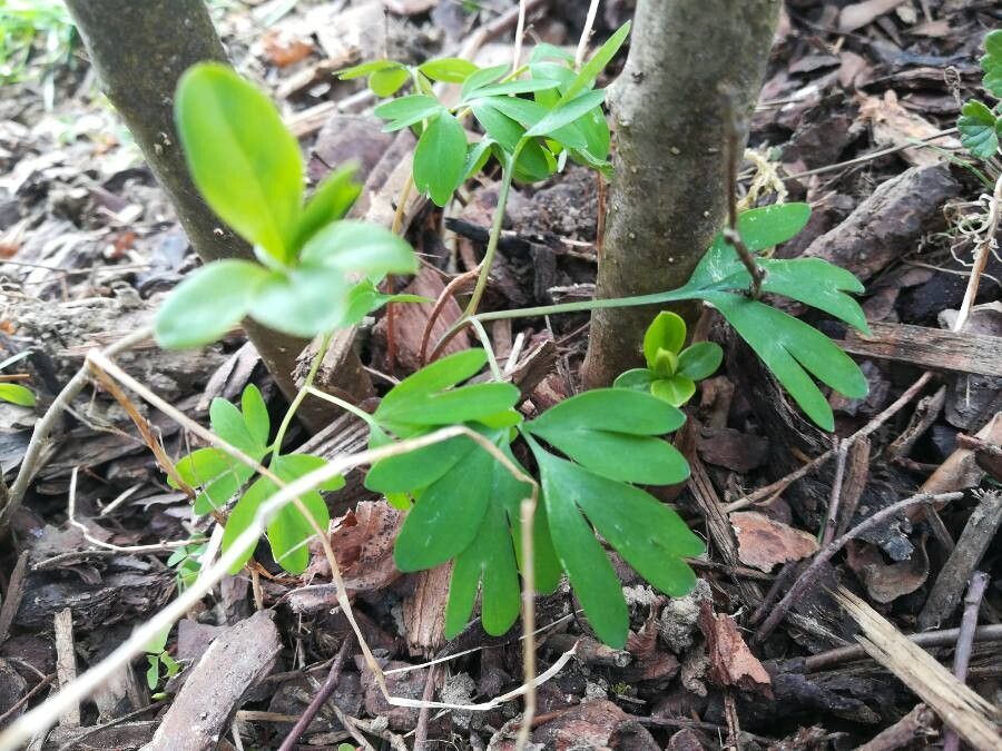 Corydalis intermedia — search result for 'Papaveraceae'