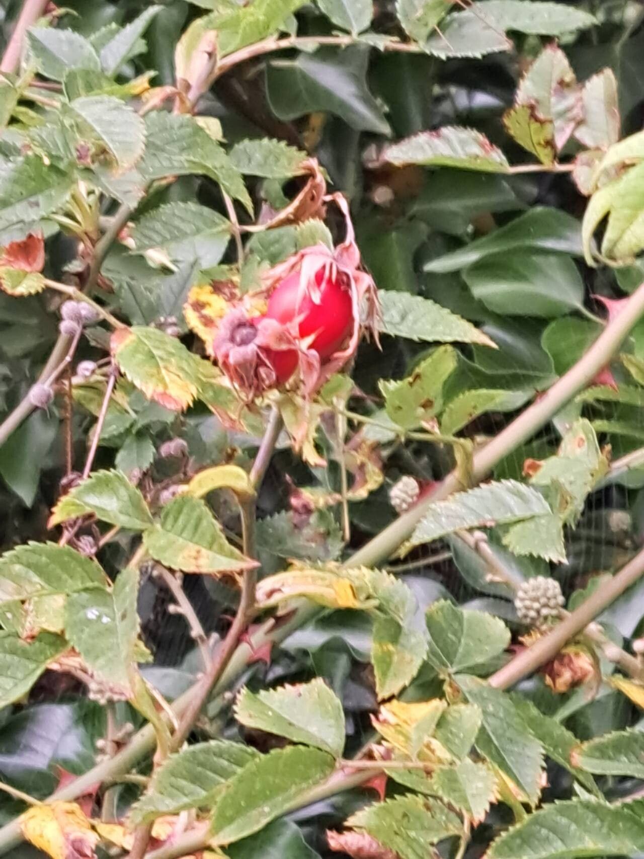 Rosa × malmundariensis fruit