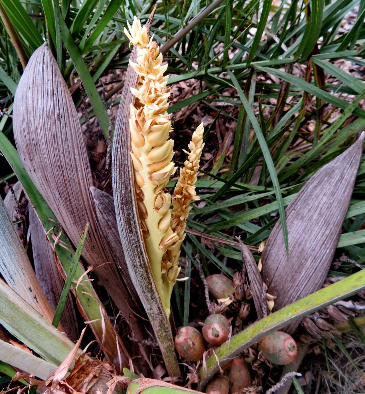 Syagrus campestris flower