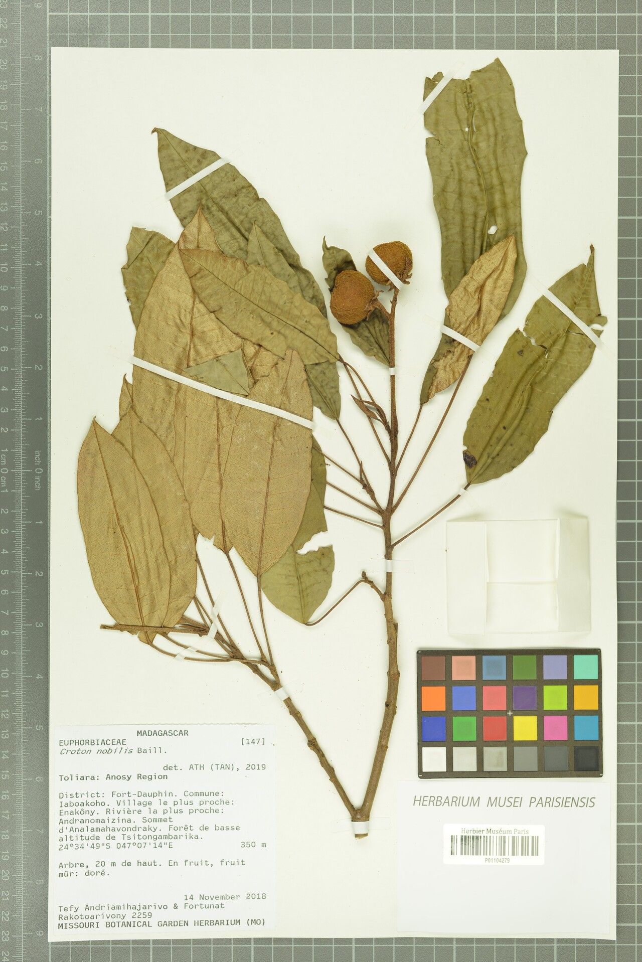 Croton nobilis — houseplant care guide