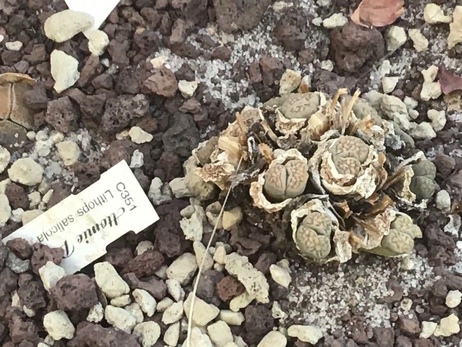 Lithops salicola — search result for 'Aizoaceae'