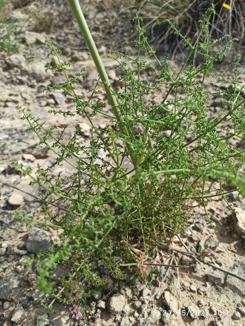 Thapsia asclepium — related species from the same genus