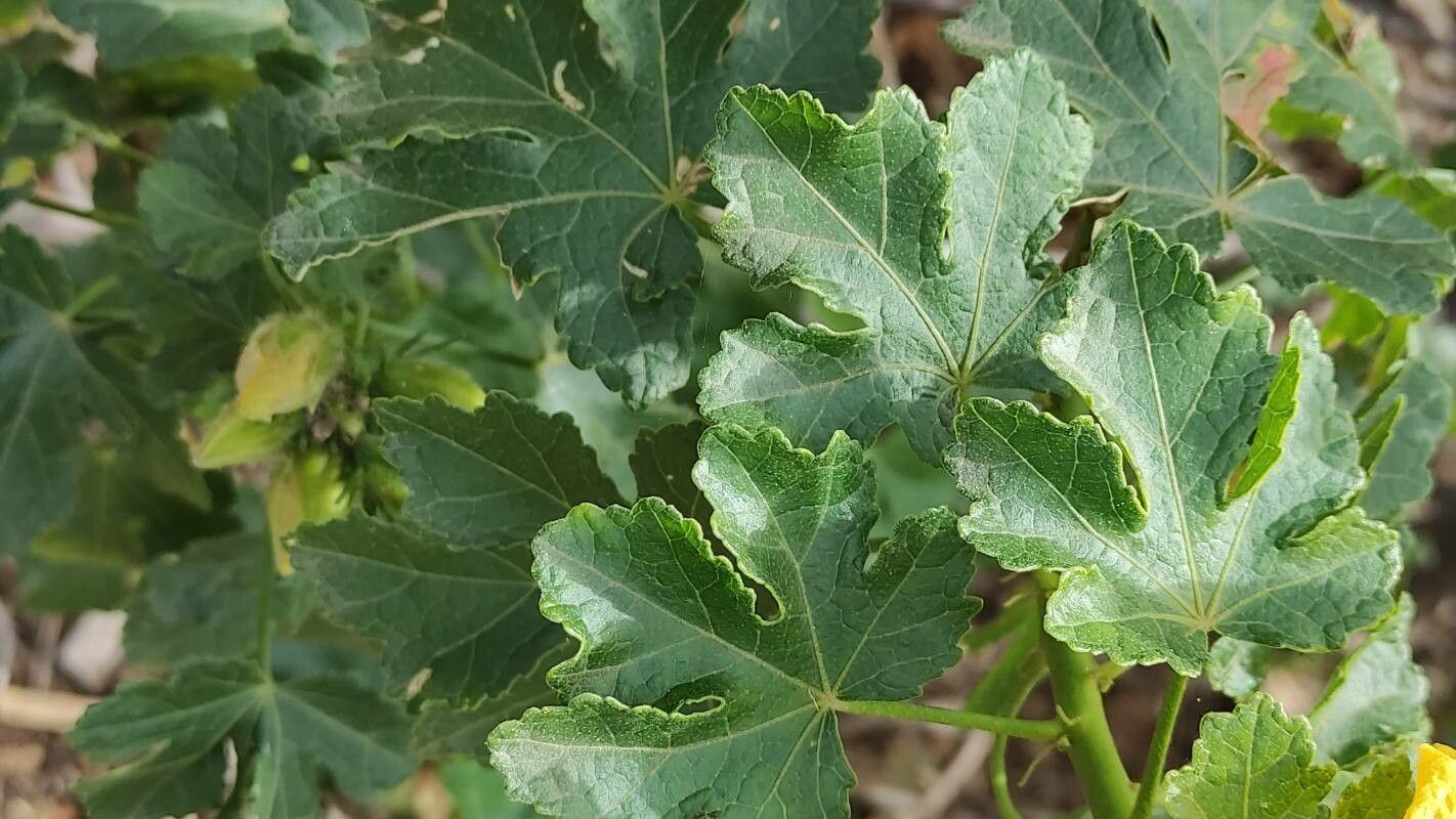 Hibiscus brackenridgei — search result for 'Hibiscus'