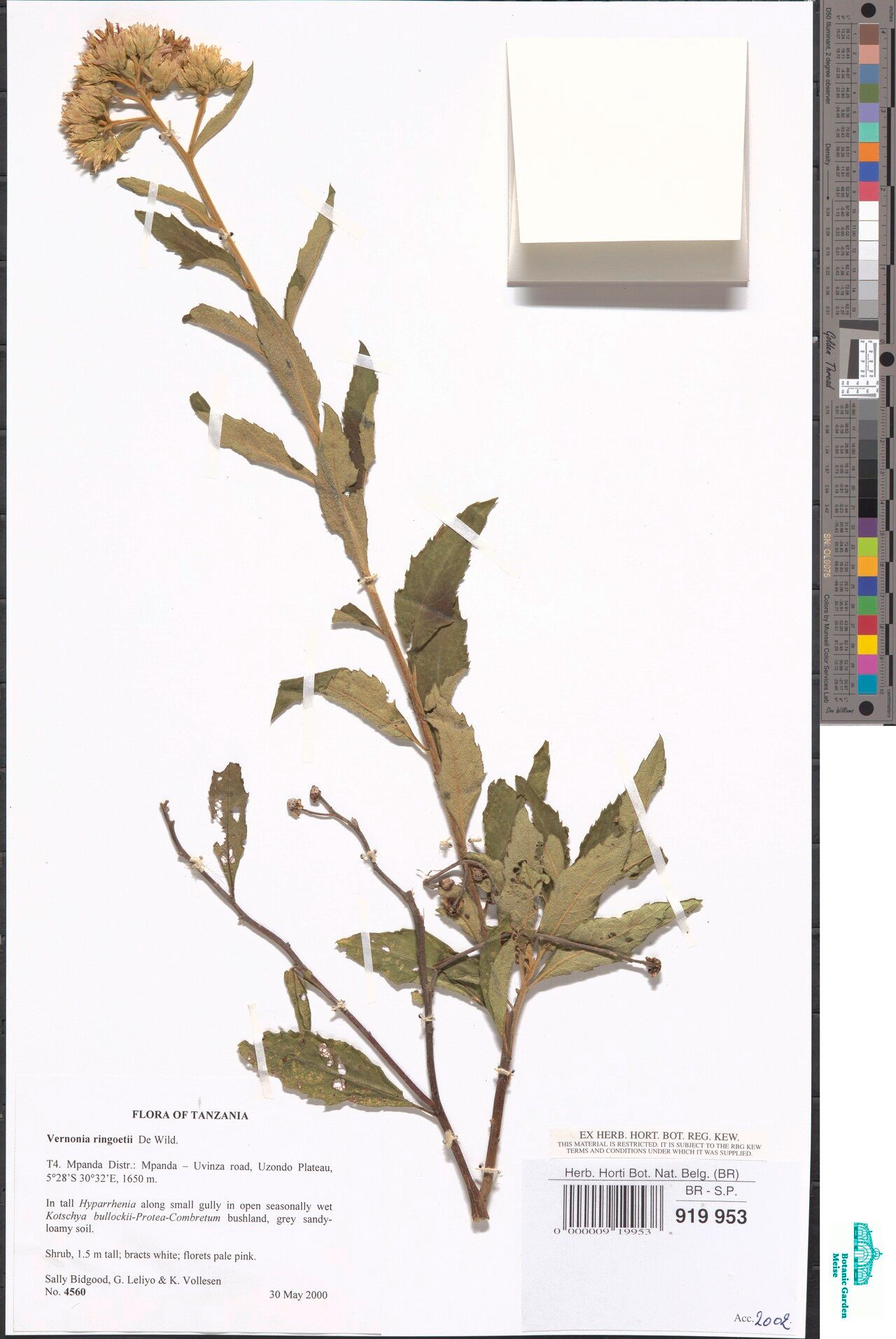 Baccharoides ringoetii — houseplant care guide