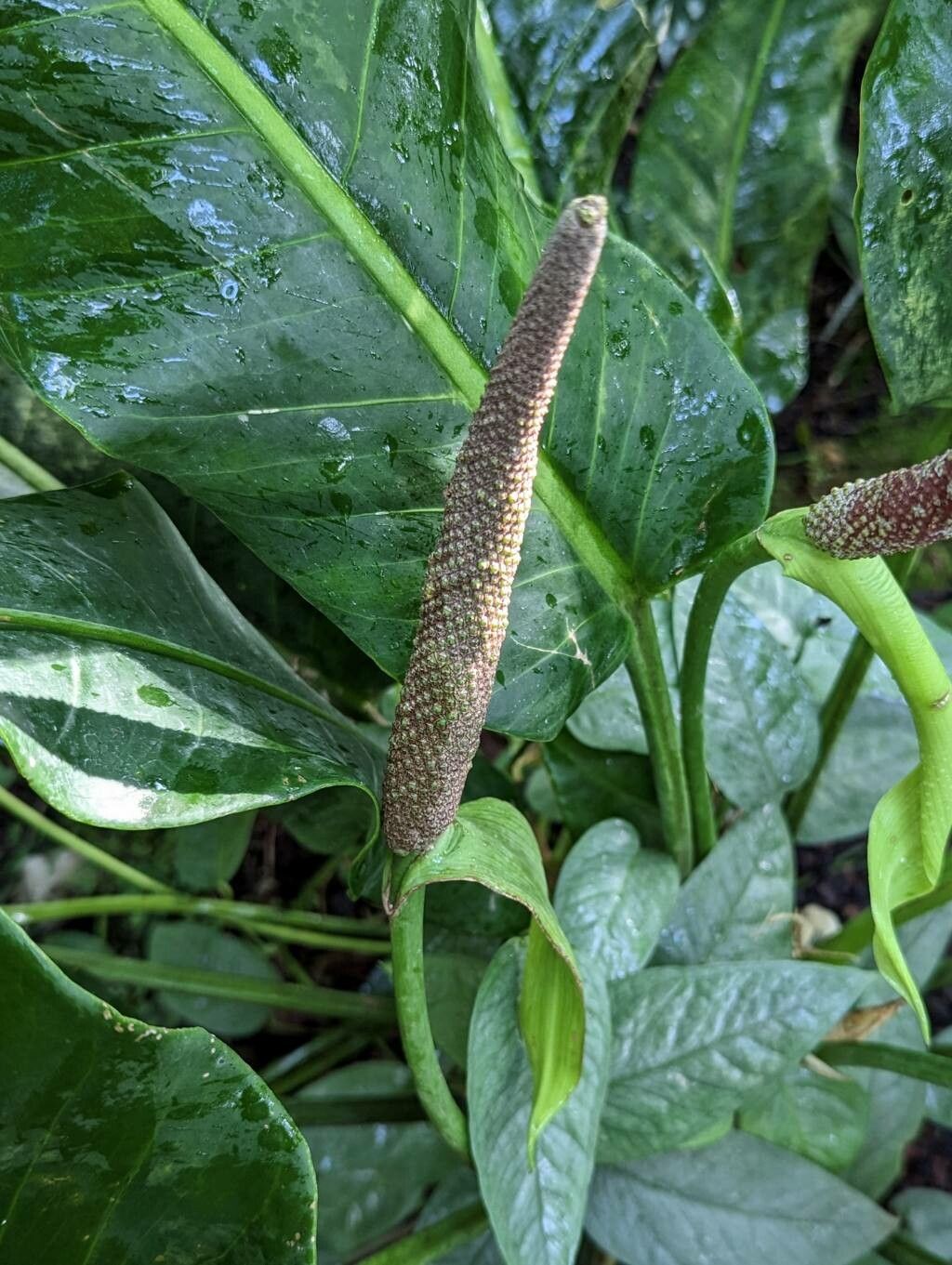 Anthurium martianum flower