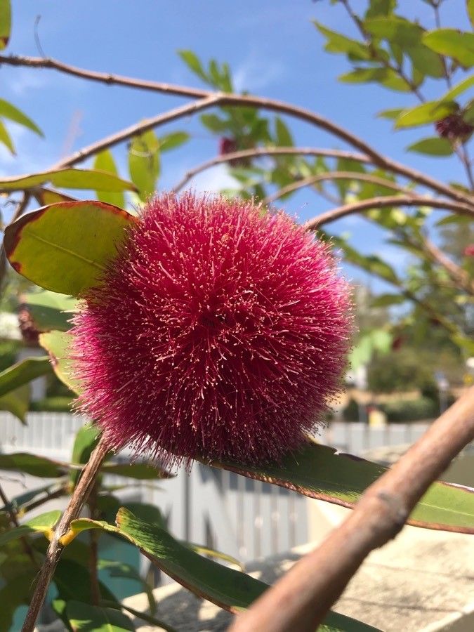 Syzygium wilsonii flower