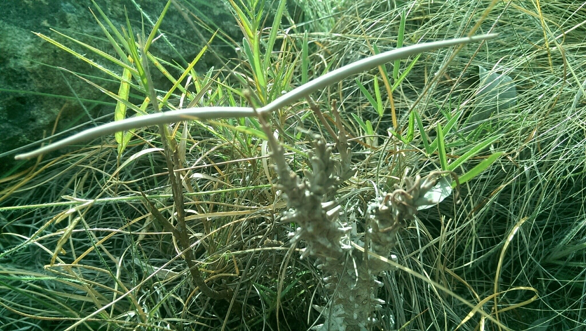 Ceropegia dimorpha — search result for 'Ceropegia'