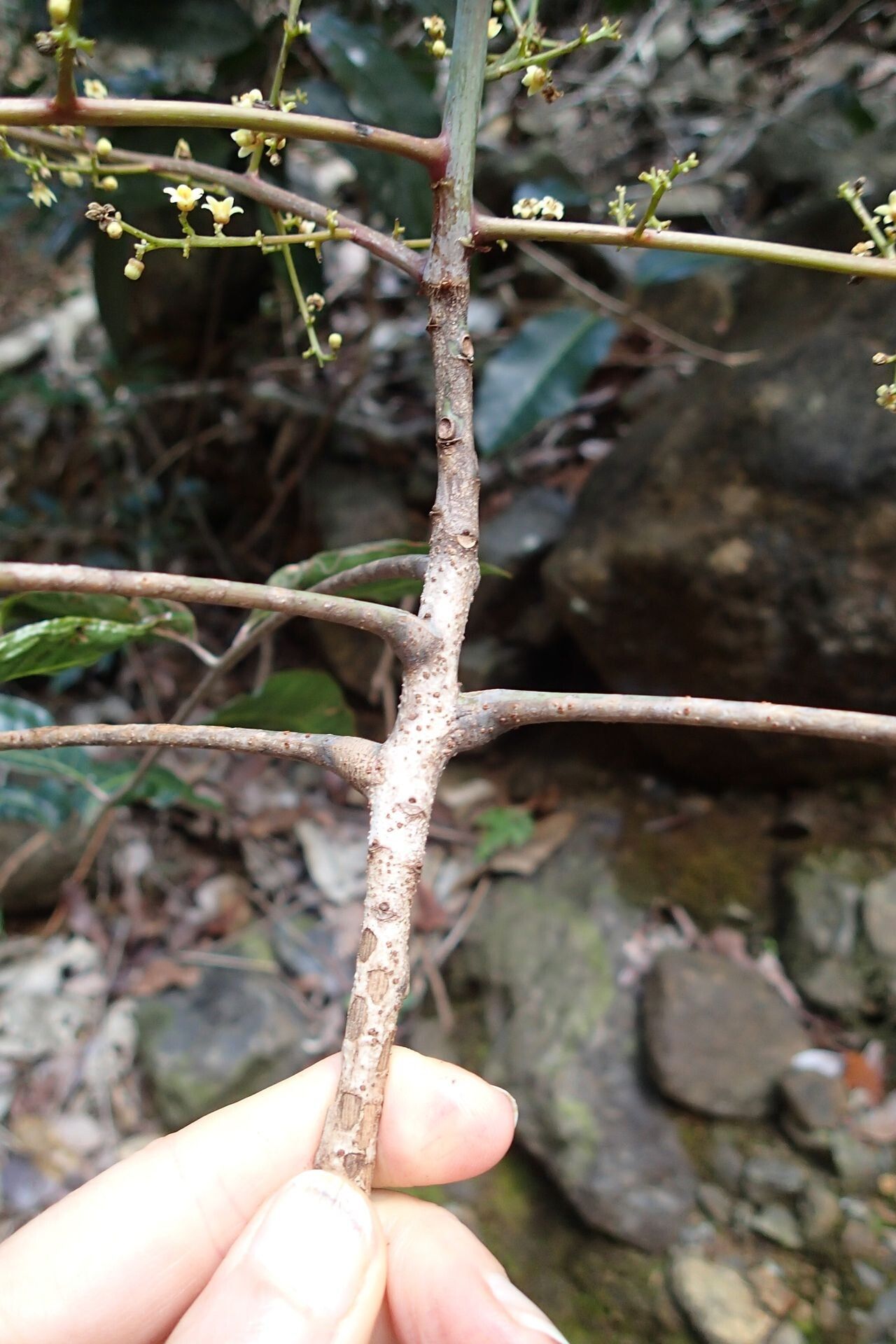 Euroschinus jaffrei bark