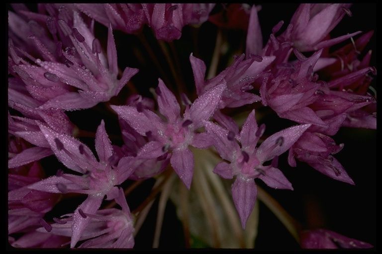 Allium lemmonii — houseplant care guide