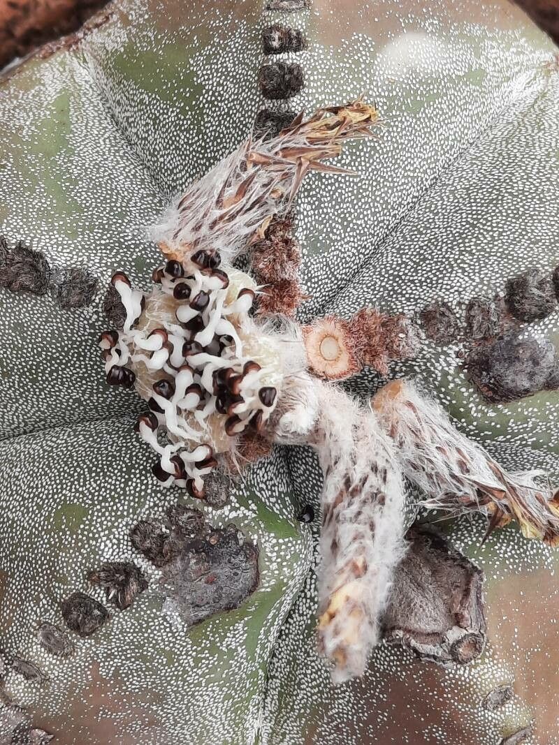 Astrophytum myriostigma fruit