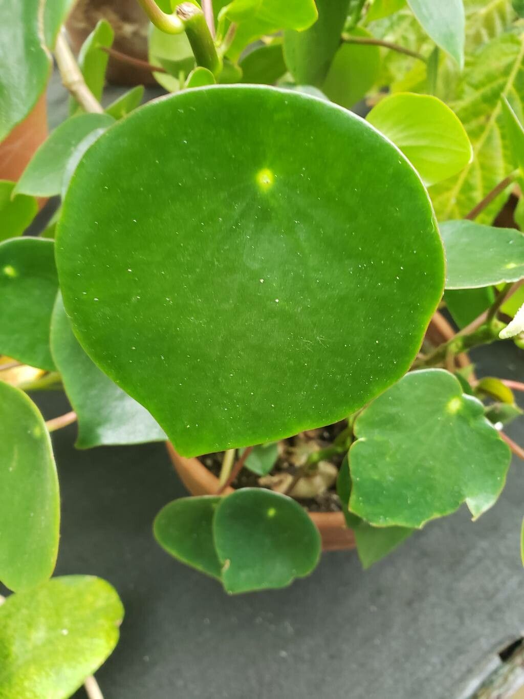 Peperomia polymorpha — search result for 'Peperomia'