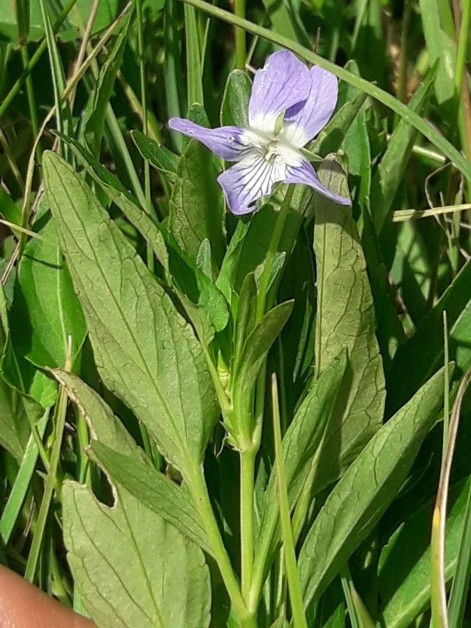 Viola pumila habit