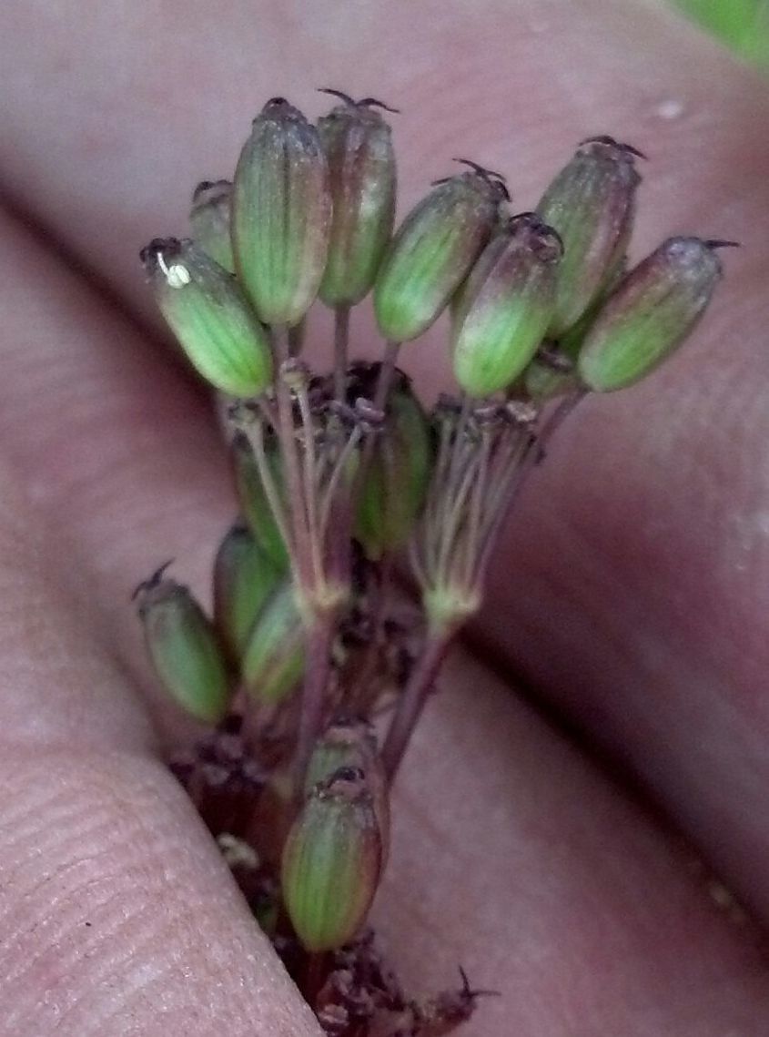 Oxypolis fendleri fruit