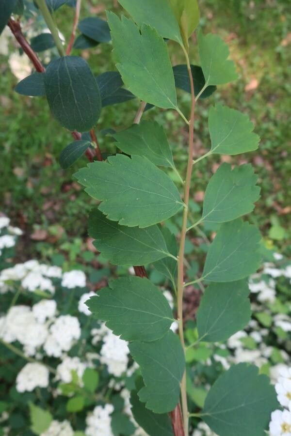 Spiraea trilobata — search result for 'Spiraea'