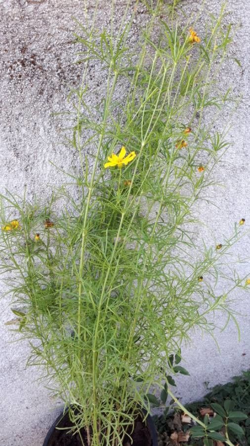 Coreopsis palmata leaf