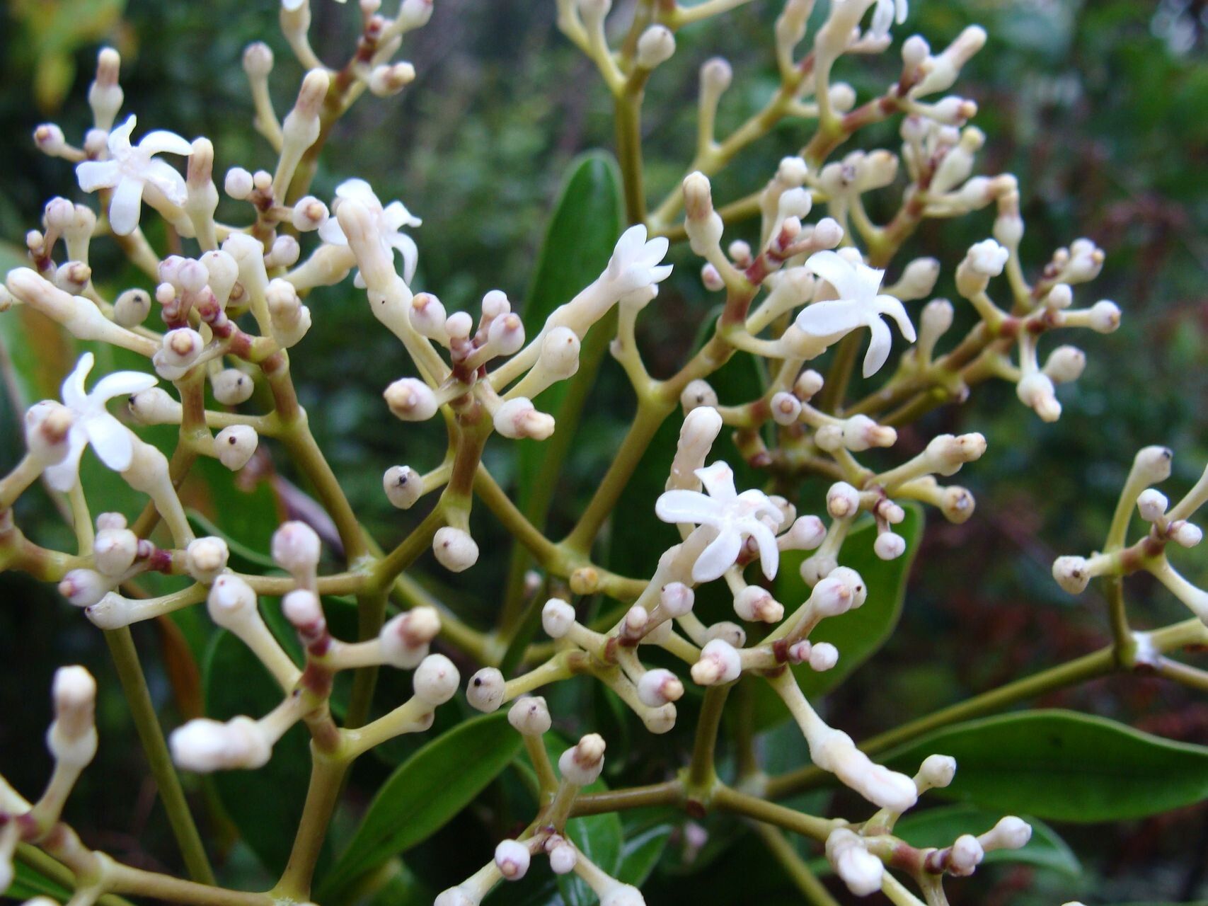 Alstonia quaternata — search result for 'Alstonia'