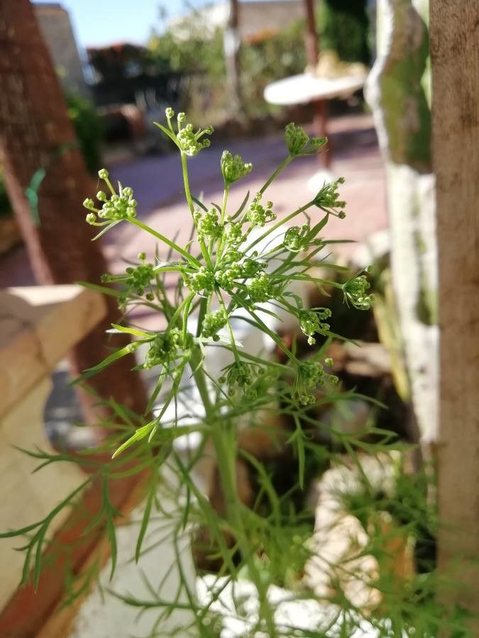 Pimpinella anisum fruit