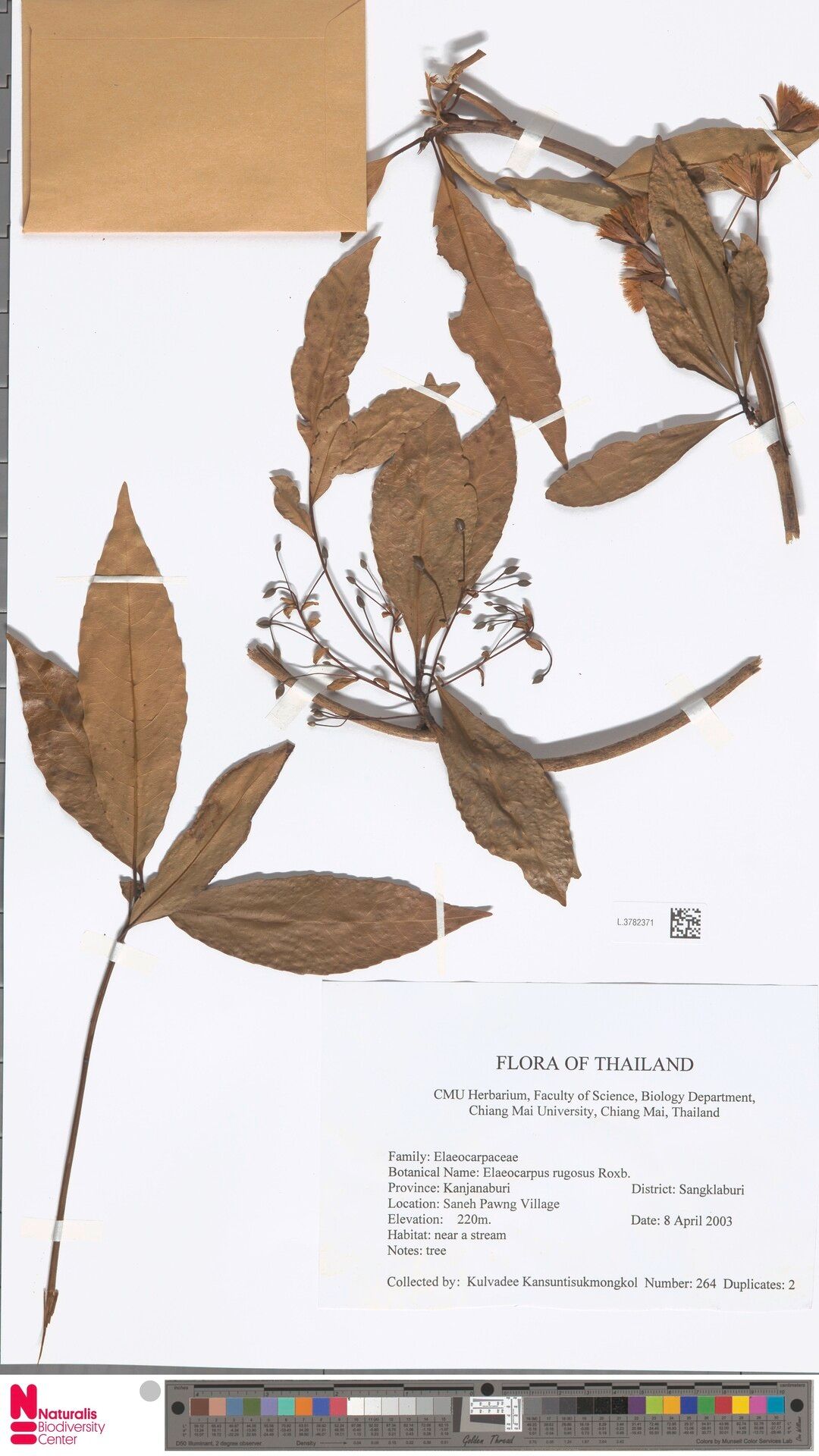 Elaeocarpus rugosus — houseplant care guide