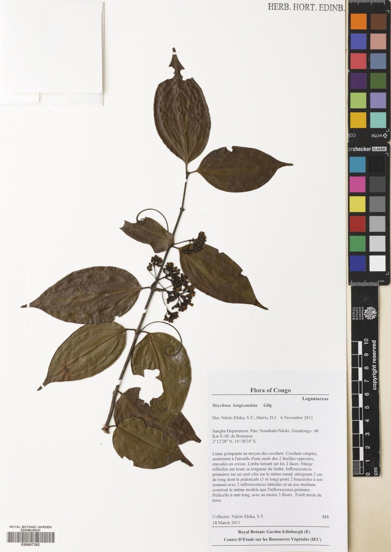 Strychnos longicaudata — houseplant care guide