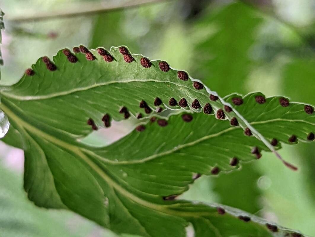 Microlepia platyphylla fruit