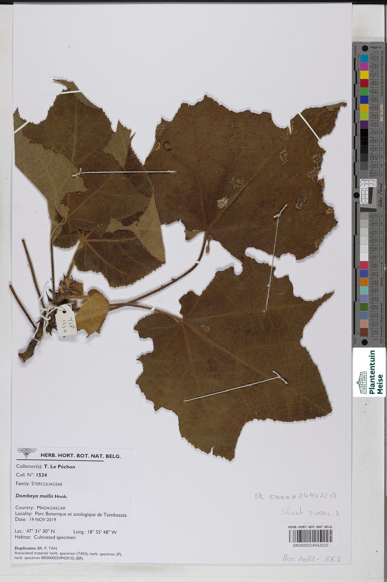 Dombeya mollis — search result for 'Dombeya'