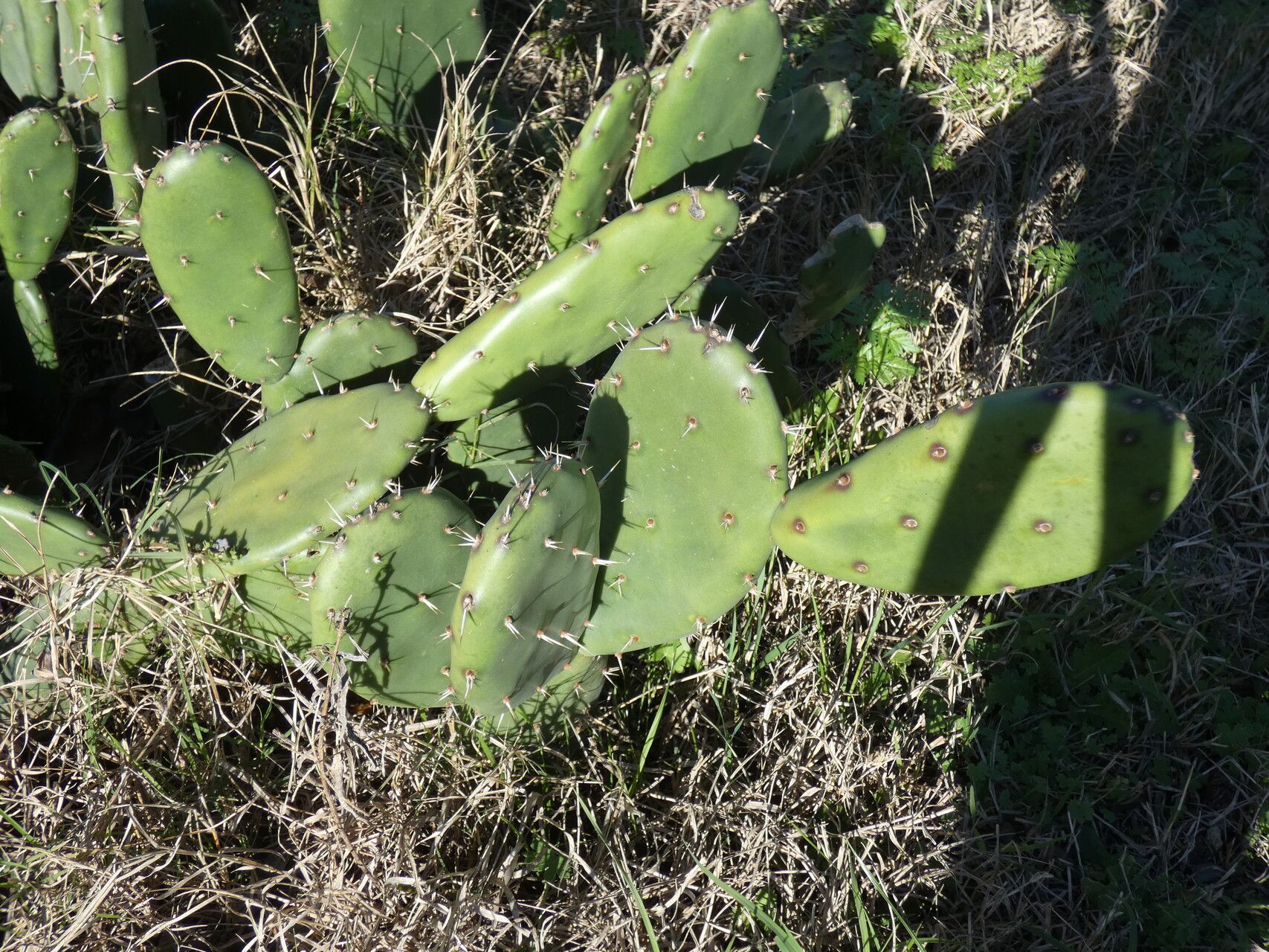 Opuntia megapotamica bark