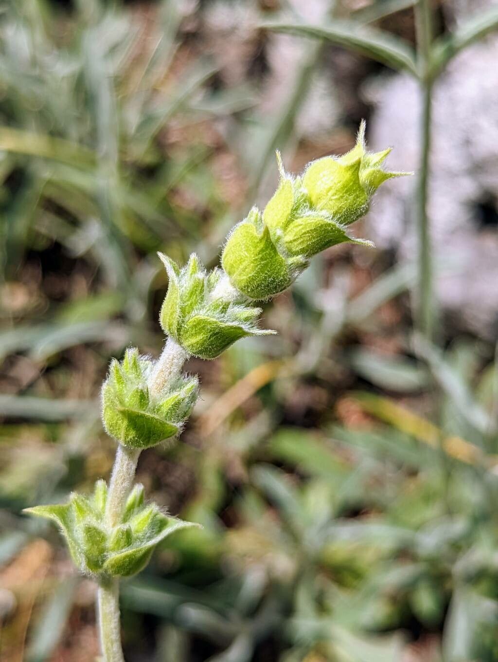 Sideritis syriaca flower
