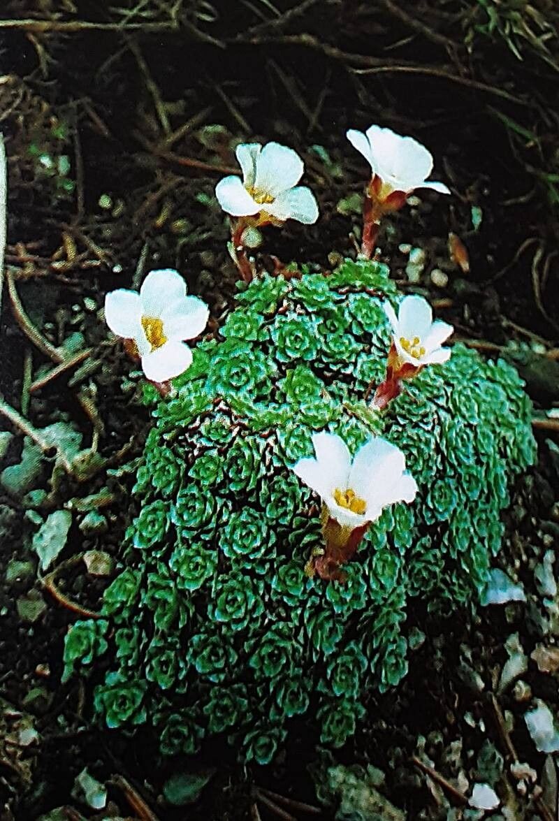 Saxifraga iranica — houseplant care guide