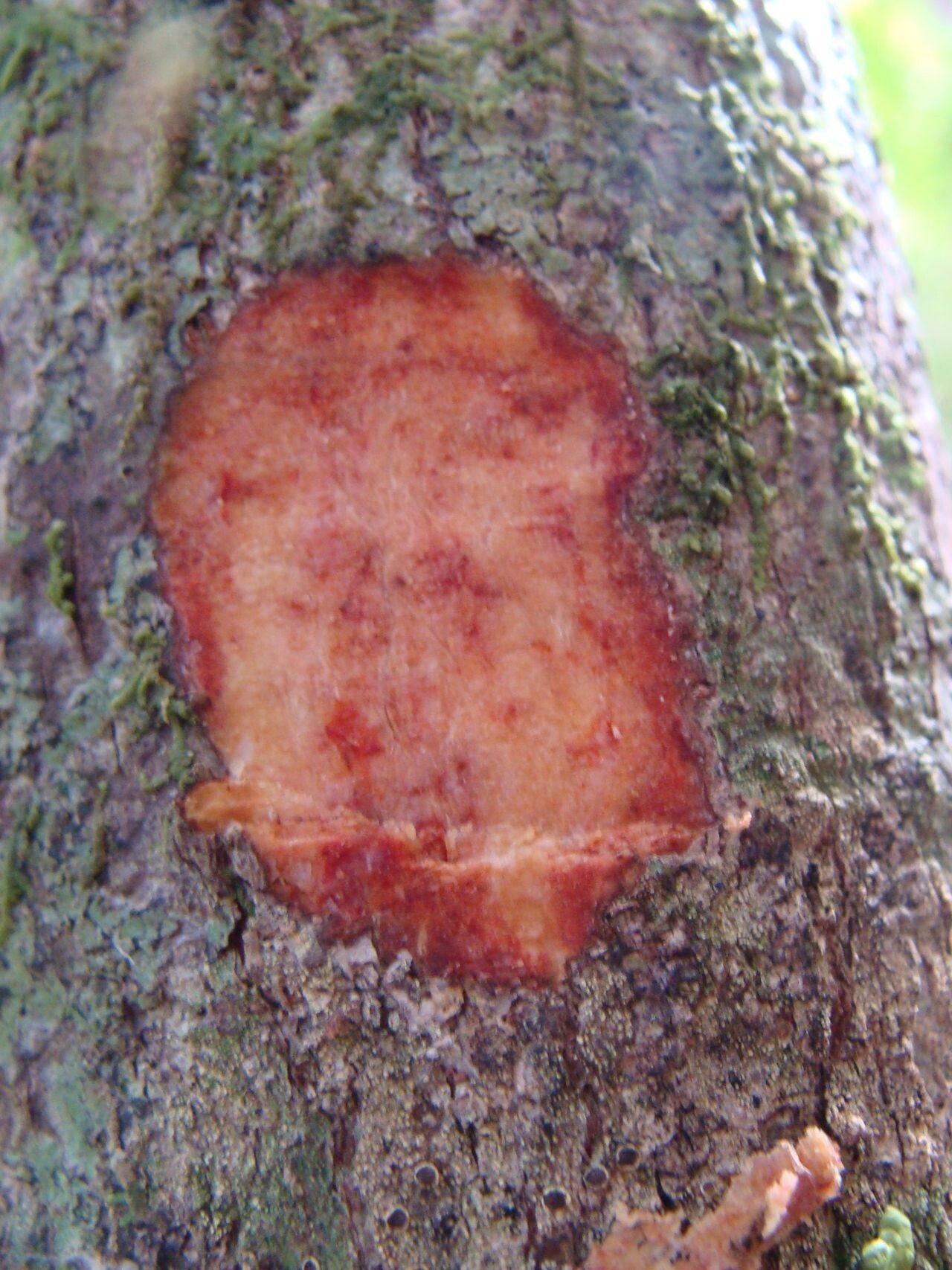 Acropogon grandiflorus bark