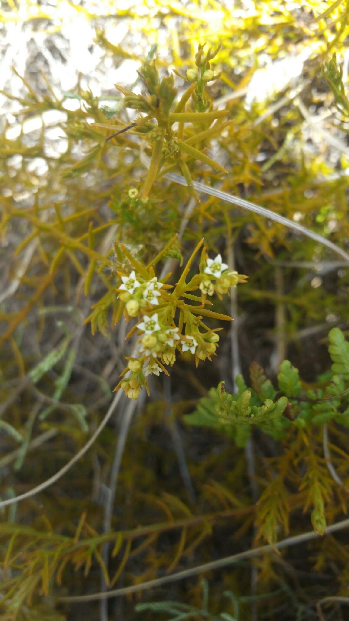 Thesium leandrianum flower