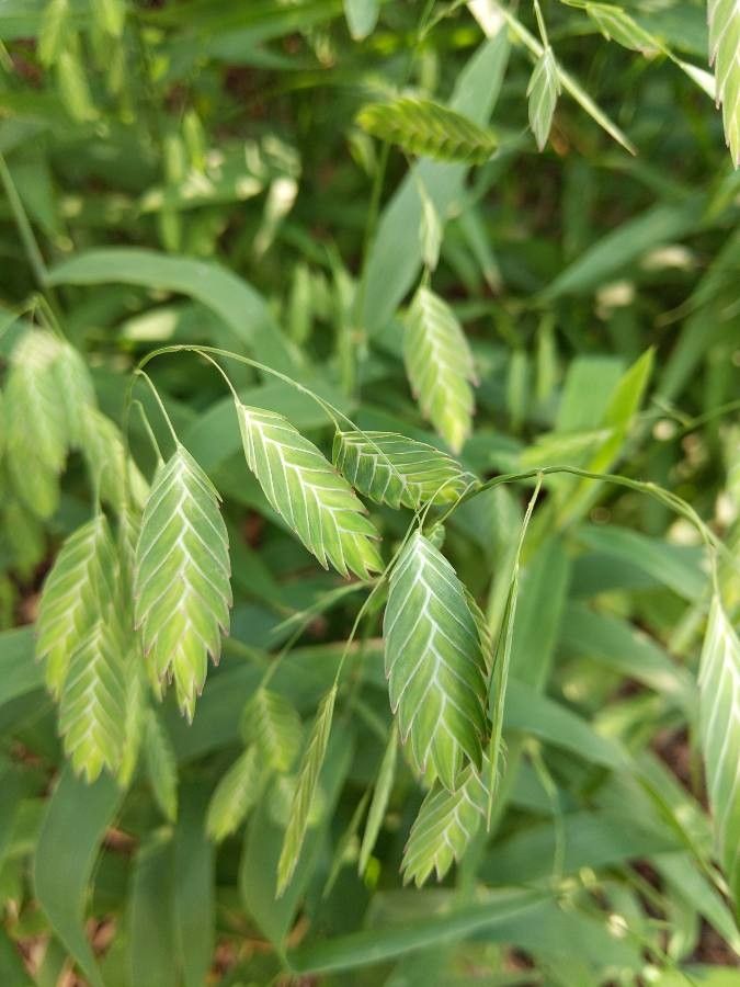 Bromus secalinus leaf