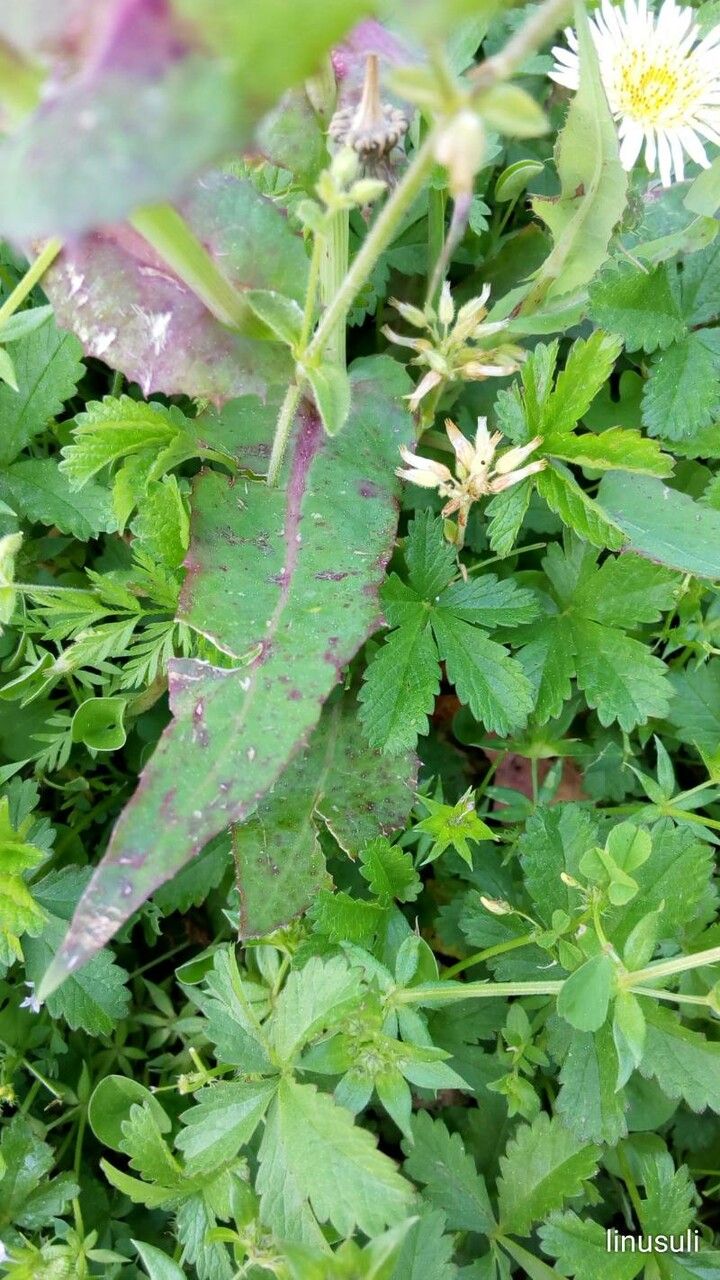 Taraxacum albidum — related species from the same genus