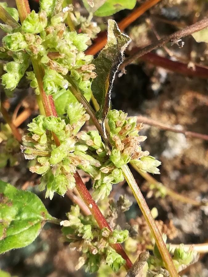 Parietaria mauritanica flower