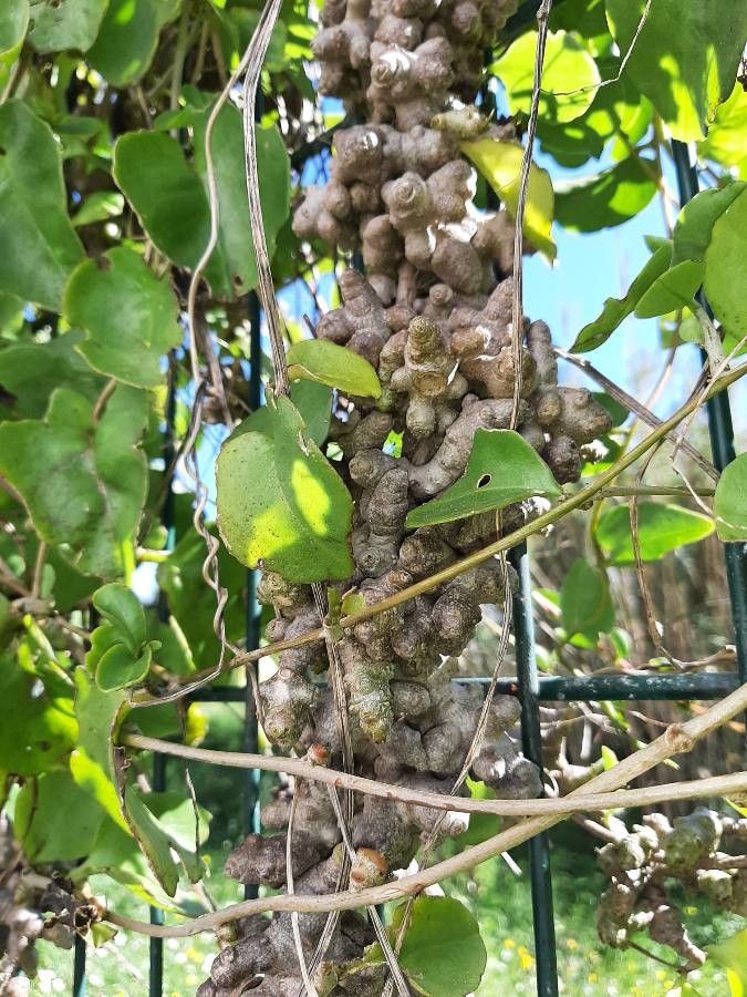 Cissus rotundifolia bark