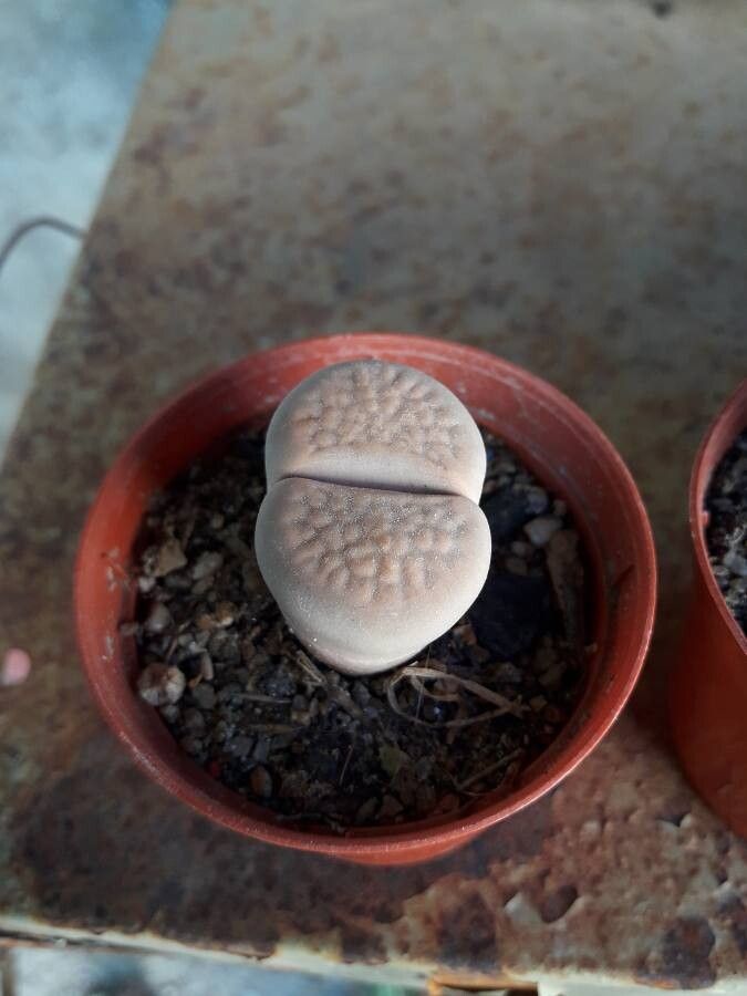 Lithops hallii leaf