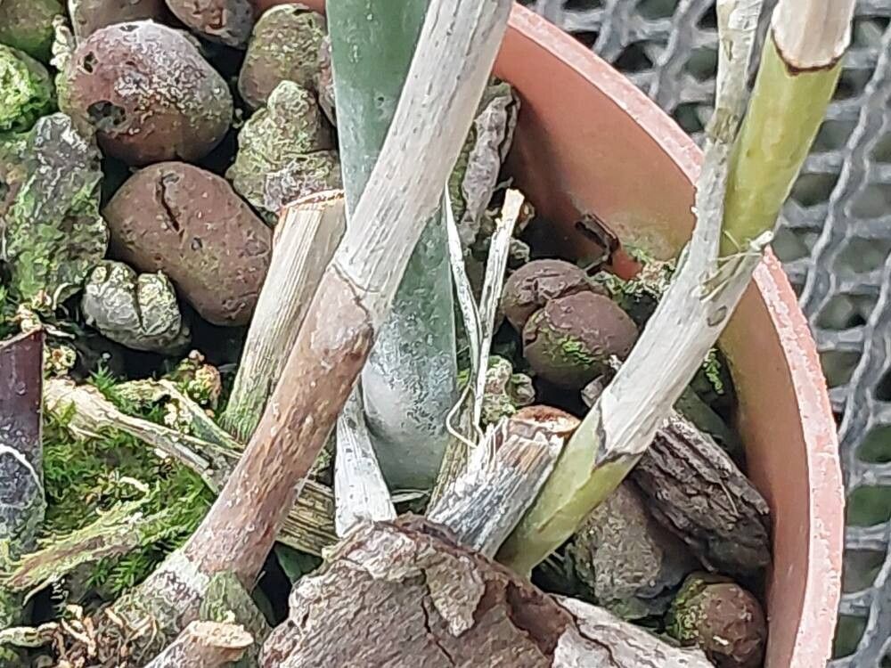 Dendrobium linawianum bark