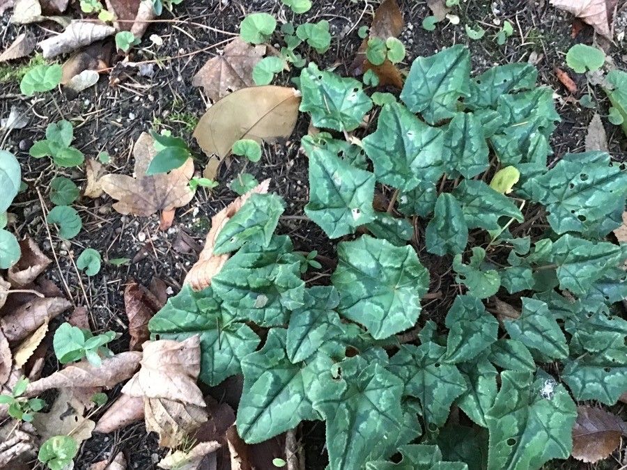 Cyclamen cyprium — search result for 'Cyprus'