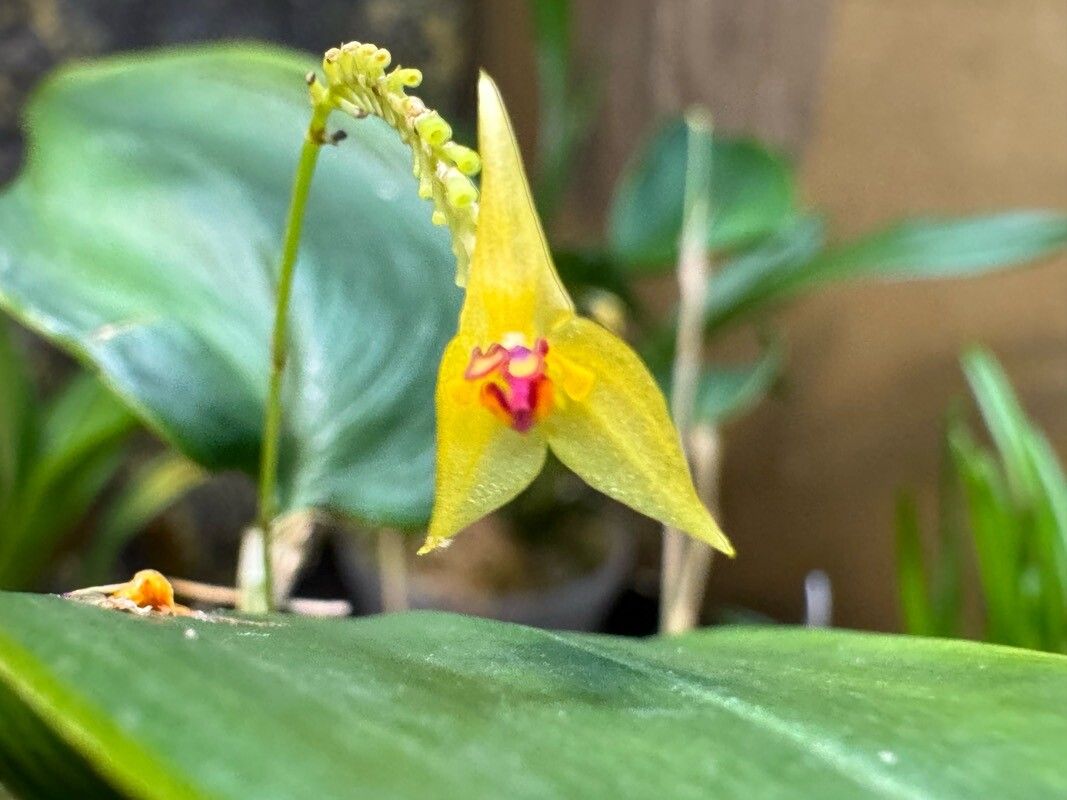Lepanthes auriculata — related species from the same genus