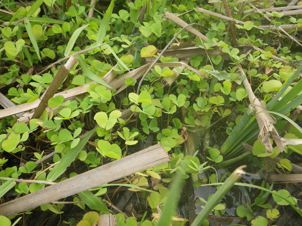 Marsilea minuta leaf