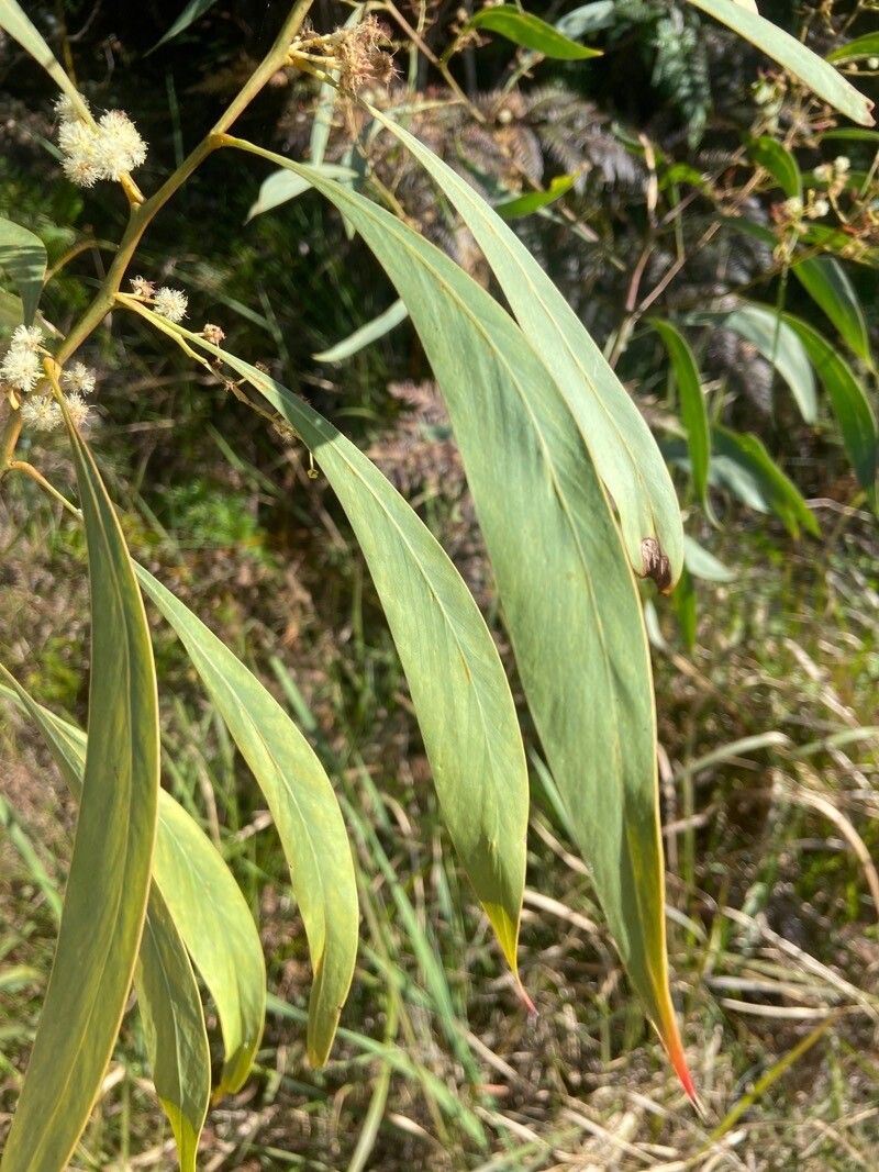Acacia falcata leaf