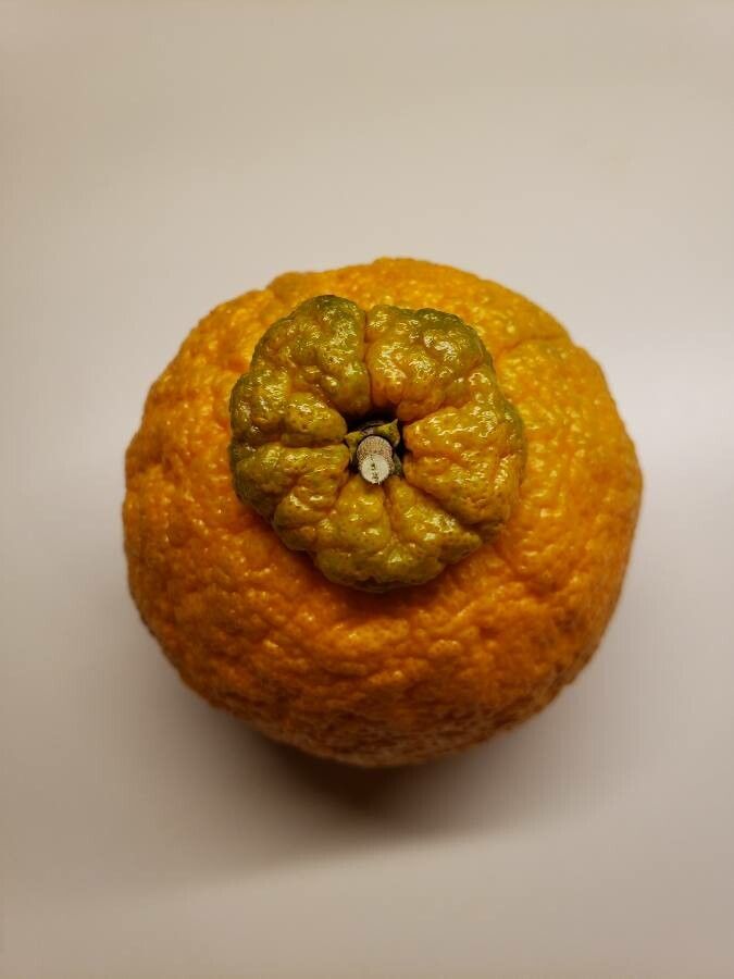 Citrus nobilis — search result for 'Citrus'